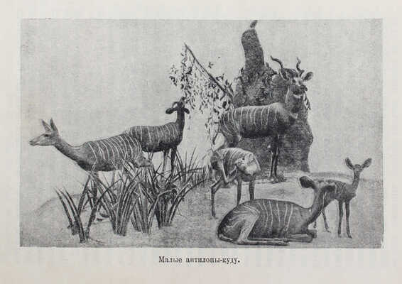 Экли К. В сердце Африки / Пер. и обраб. Е.Г. Лундберга; переплет и титул худож. А. Радищева. М., 1935.